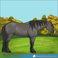 Horse Color:Grullo Rabicano