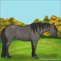 Horse Color:Grullo Rabicano 