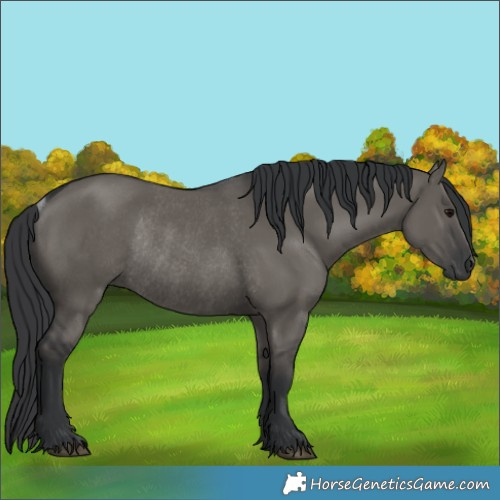 Horse Color:Grullo Rabicano