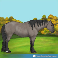 Horse Color:Grullo Rabicano