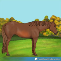 Horse Color:Chestnut Rabicano