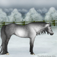 Horse Color:Gray Liver Chestnut Rabicano 