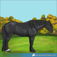 Horse Color:Black 