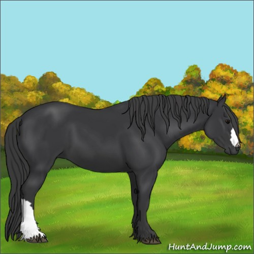 Horse Color:Black 