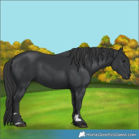 Horse Color:Black 