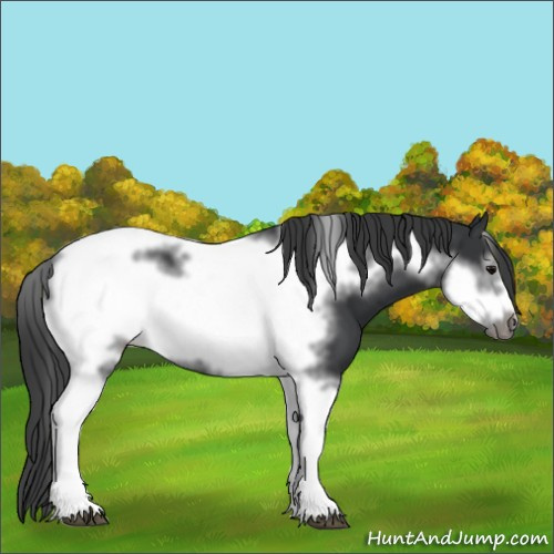 Horse Color:Black Tobiano Frame