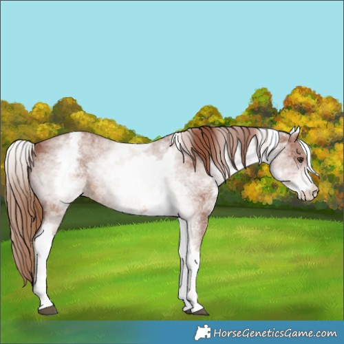 Horse Color:White Spotted Chestnut Sabino 
