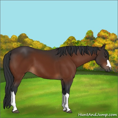 Horse Color:Brown 