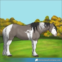 Horse Color:Grullo Splash Tobiano 
