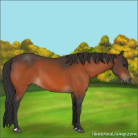 Horse Color:Bay 