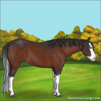 Horse Color:Bay Splash 