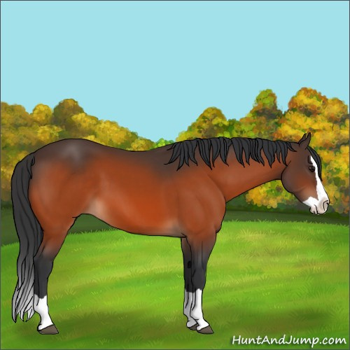 Horse Color:Bay Splash 