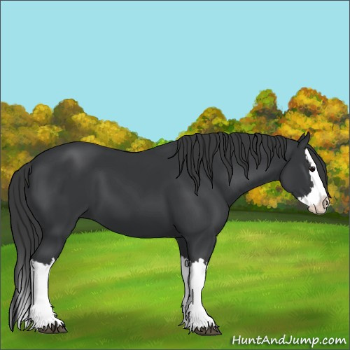 Horse Color:Black Splash 