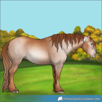 Horse Color:Gray Gold Champagne 