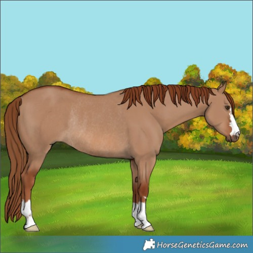 Horse Color:Red Dun Rabicano 