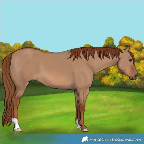 Horse Color:Red Dun 