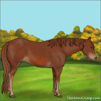 Horse Color:Chestnut 