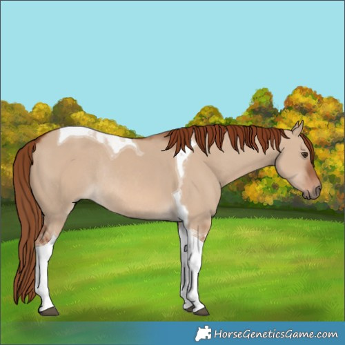 Horse Color:Red Dun Tobiano Rabicano 