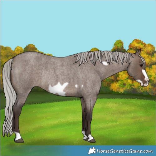 Horse Color:Silver Brown Roan Dun Frame Rabicano 