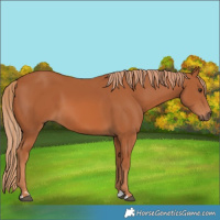 Horse Color:Chestnut 