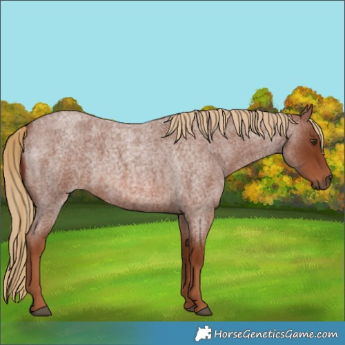 Horse Color:Red Roan 