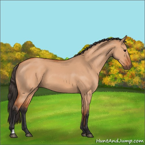 Horse Color:Bay Dun