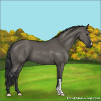 Horse Color:Grullo