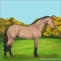 Horse Color:Bay Dun