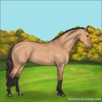 Horse Color:Bay Dun 