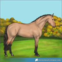 Horse Color:Bay Dun 