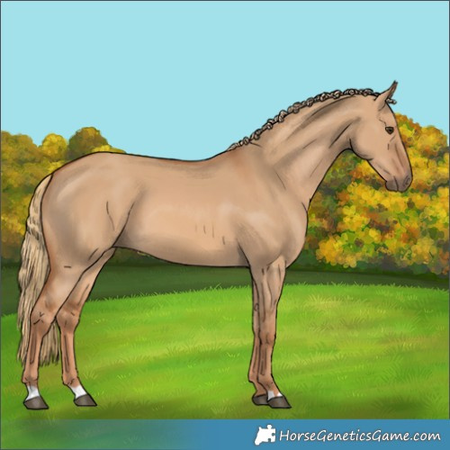 Horse Color:Red Dun 