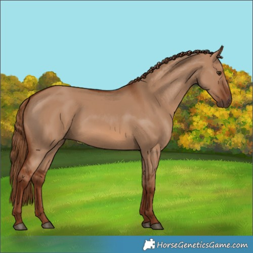 Horse Color:Red Dun 