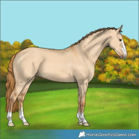 Horse Color:Red Dun 