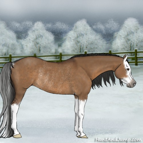 Horse Color:Gray Liver Red Dun Sabino Splash Rabicano