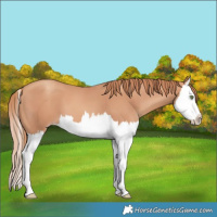 Horse Color:Gold Champagne Splash