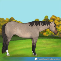 Horse Color:Bay Dun Rabicano 