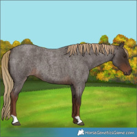 Horse Color:Liver Red Roan 