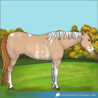 Horse Color:Red Dun Sabino Tobiano 