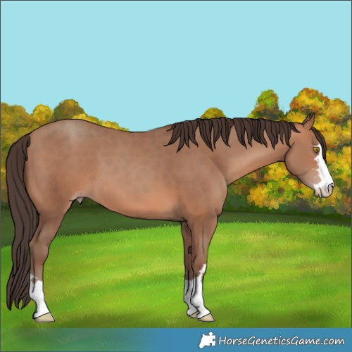 Horse Color:Sable Champagne 