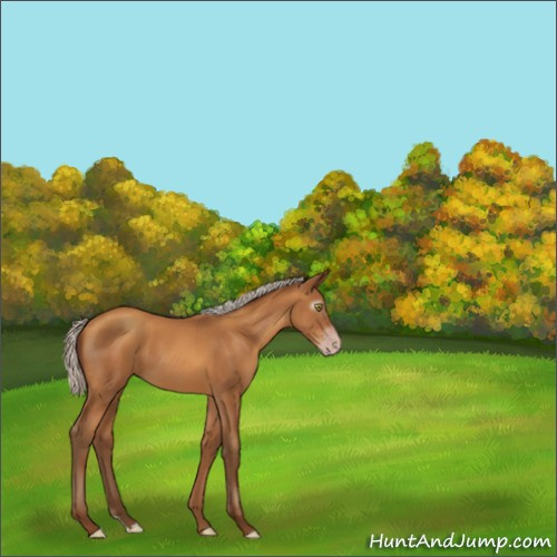 Horse Color:Gray Silver Amber Champagne