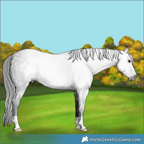 Horse Color:Gray Blue Roan 