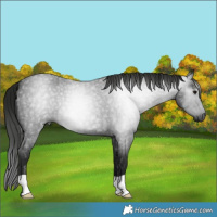 Horse Color:Gray Blue Roan 