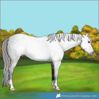Horse Color:Gray Blue Roan 