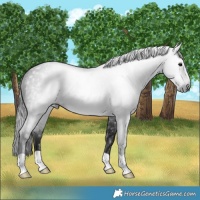 Horse Color:Gray Blue Roan 