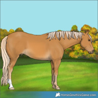 Horse Color:Palomino