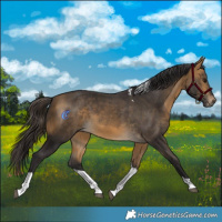 Horse Color:Buckskin Tobiano