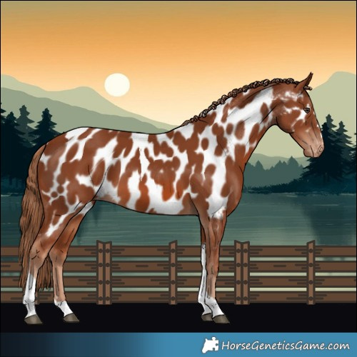 Horse Color:Chestnut Tobiano Appaloosa 