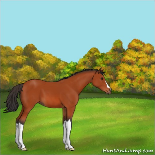 Horse Color:Bay 