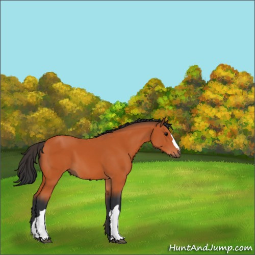 Horse Color:Bay 