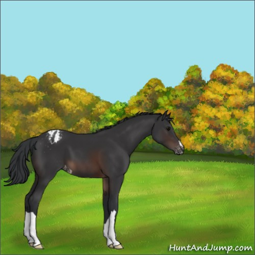 Horse Color:Brown Appaloosa 